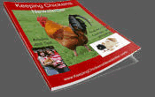 keeping chickens newsletter