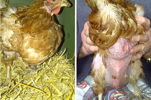 Chicken Compression Keeping Chickens Newsletter - crop bound treatment