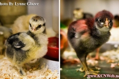 2-baby-chicks