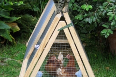 cat-on-poultry-ark