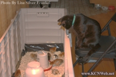 cat-watching-chicks
