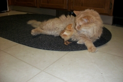 chick-and-cat