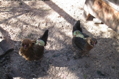 chicken-saddles