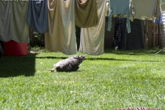 chicken-sunbathing