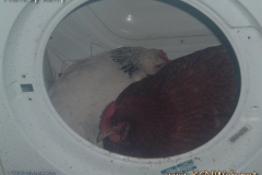 chickens-in-washing-machine