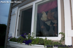 chickens-looking-out-of-coop-window