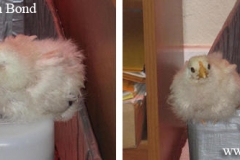 chick-in-office