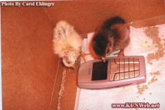 chicks-making-a-phone-call