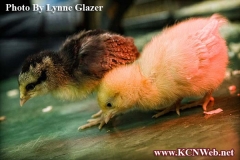 chicks-on-table