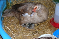 duck-brooding-chicks