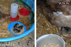 duck-raising-baby-chickens