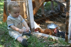 feeding-corn-to-chickens