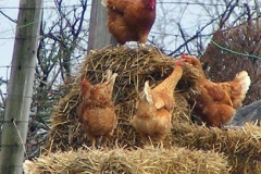 golden-comets-hens