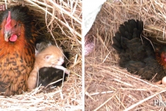 hen-and-kittens