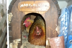 hens-in-cat-house
