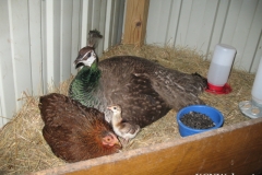 peahen-chick-bantam