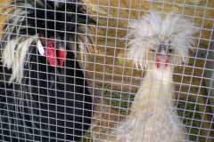 polish-chickens-brideandgroom