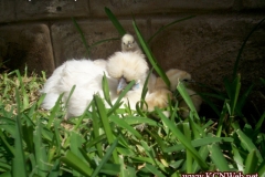 silkie-hen-and-chicks