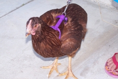 walking-chicken-harness