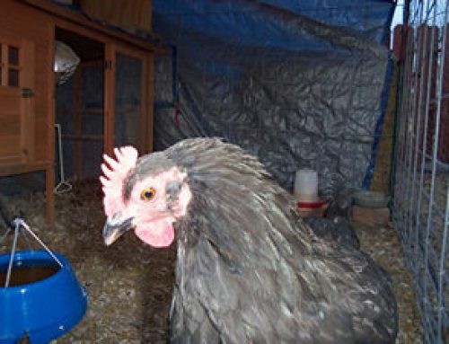 Steam Treatment for Egg Bound Hen