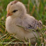 baby chicken