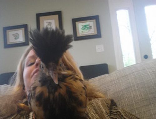 Scissor Beak in Chickens