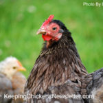 chicken with chick in the background