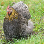 cochin hen