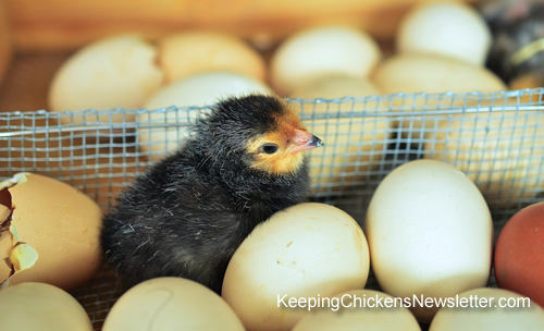 newly hatched chick