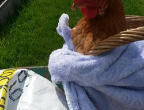 The last hen