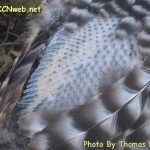pin feathers