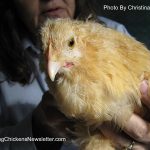chick in need of a trimmed beak