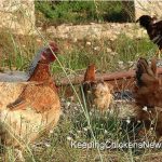rooster and hens