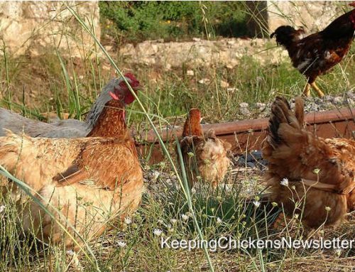 Chicken Bailout Plan