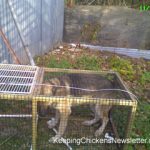 large dog standing in live trap