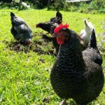 flock scratching up worms