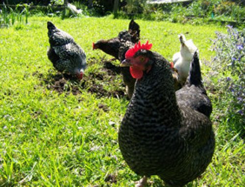 Digging Chickens