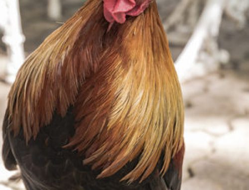 Some Ideas For Plants Which Can Be Grown Near / Eaten By Your Chickens