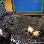 English Gamecock Rooster called Henry