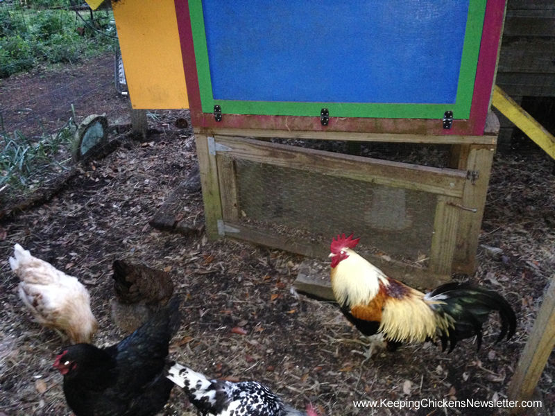 English Gamecock Rooster called Henry