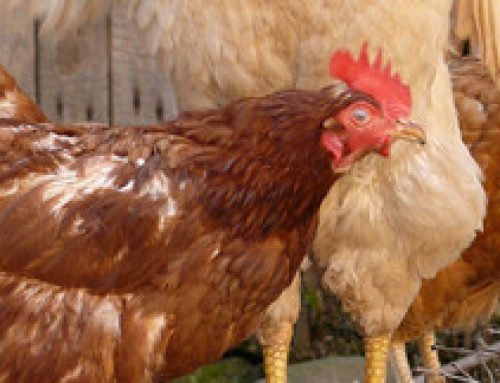 Death Defying and Prophesising – Famous Performing Chickens