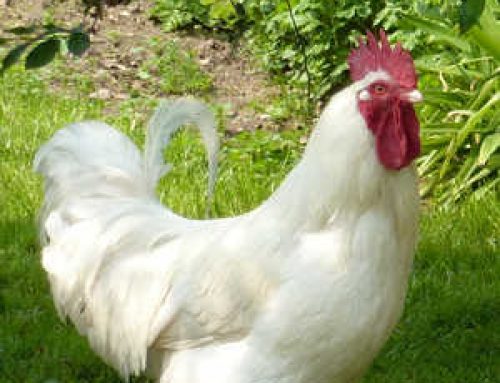 Chickens Are Amazing