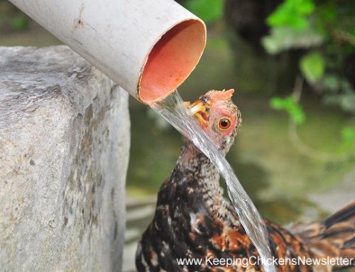 Adapting to life with a Crossed Beak