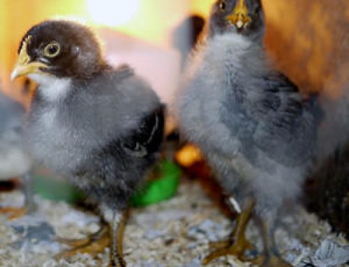 Mixing Chicks of Different Ages