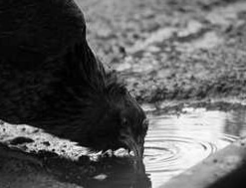 Do Chickens Need Fresh Water Every Day
