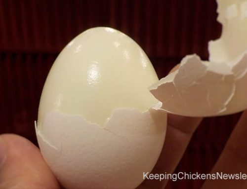 Hard To Peel Hard Boiled Eggs? – Steam Them