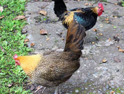Rooster Talk