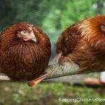 2 chickens sitting on roost