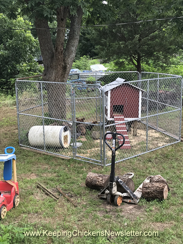 dog pen used as a chicken coop enclosure