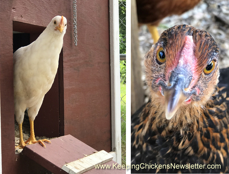 hen standing in doorway of coop
